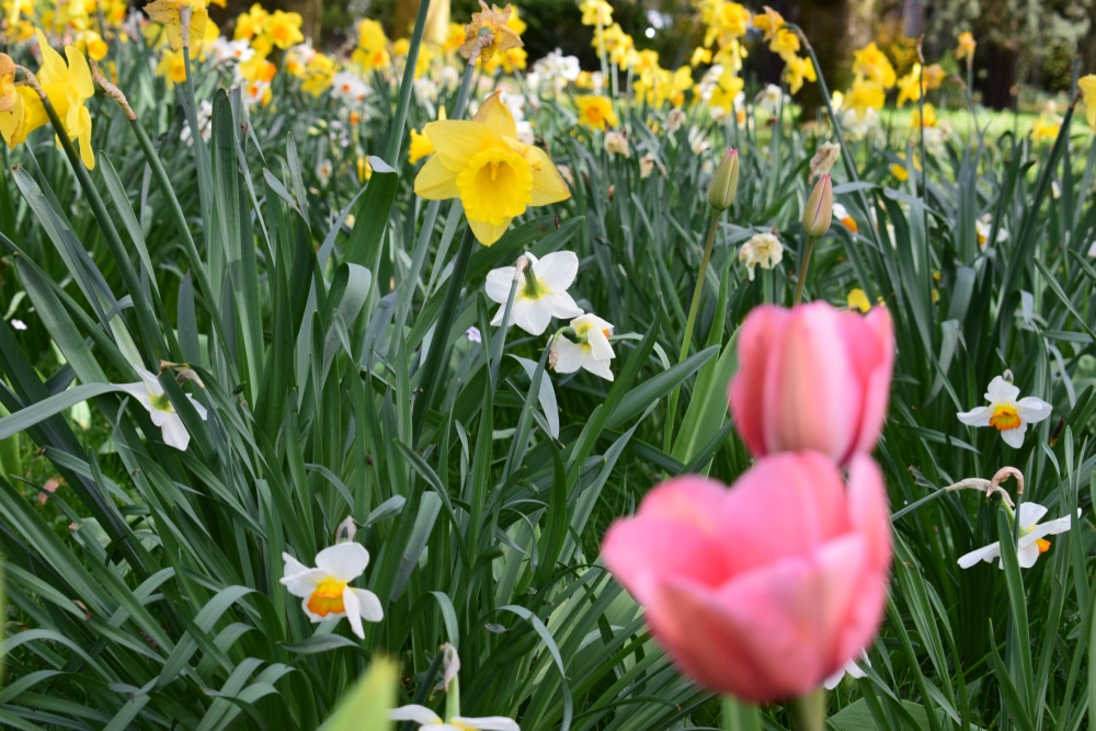 Jardin des Plantes