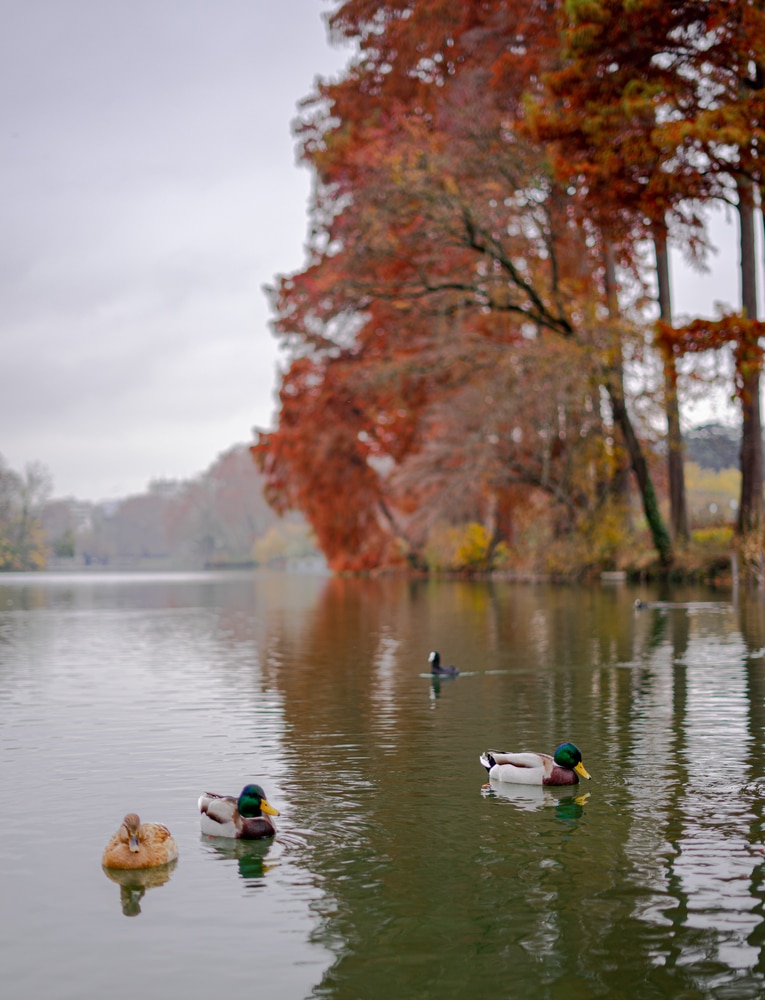 Parc de la Tête d’Or