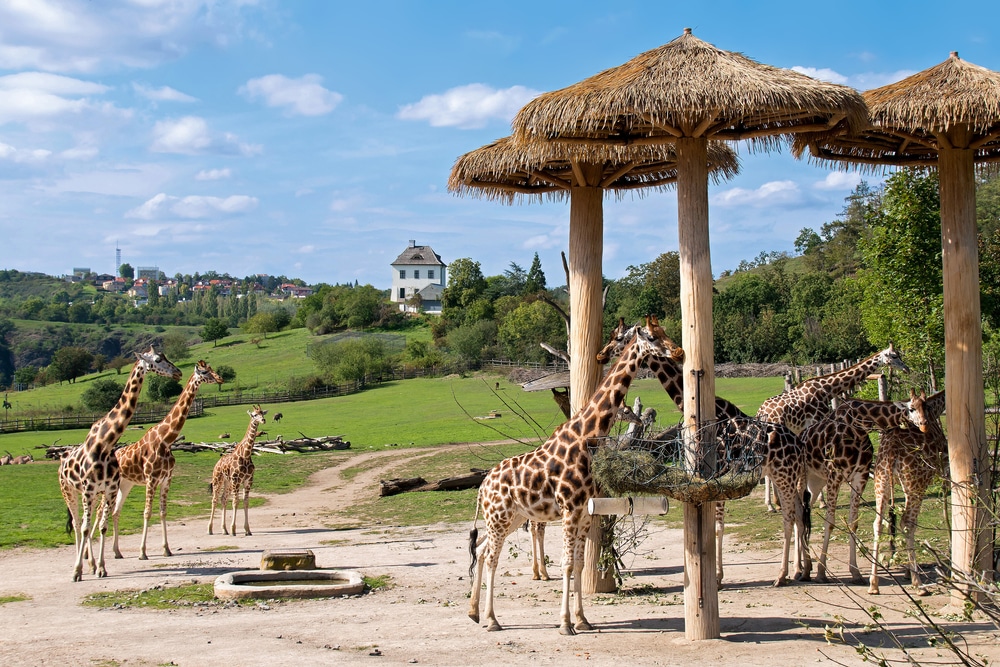 Prague Zoo