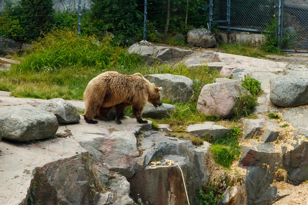 Korkeasaari Zoo