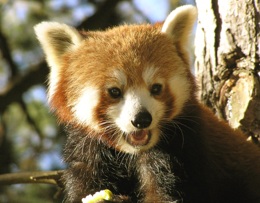 Edinburgh Zoo