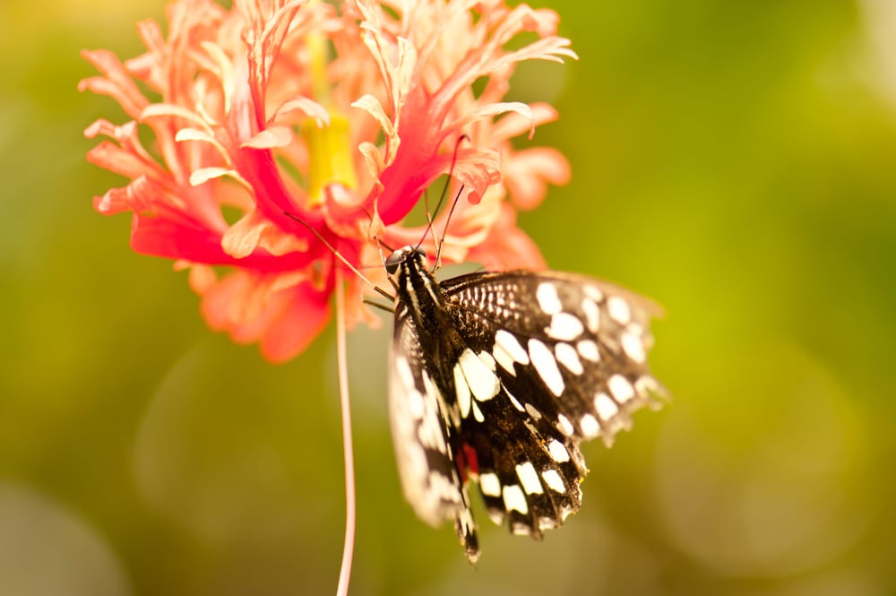 Tropical Butterfly House