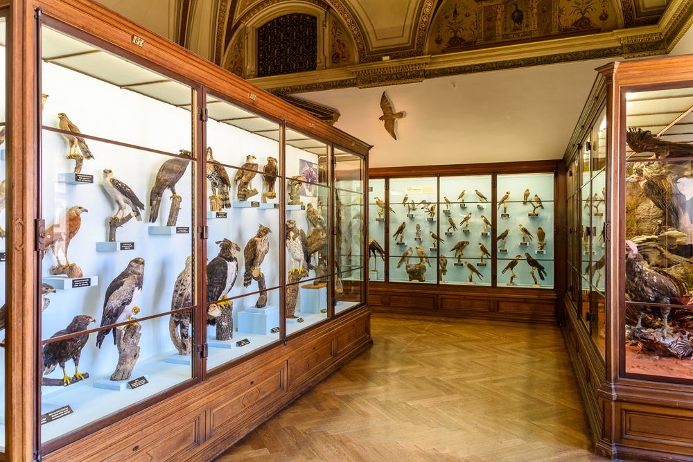 Museum of Natural History, Vienna