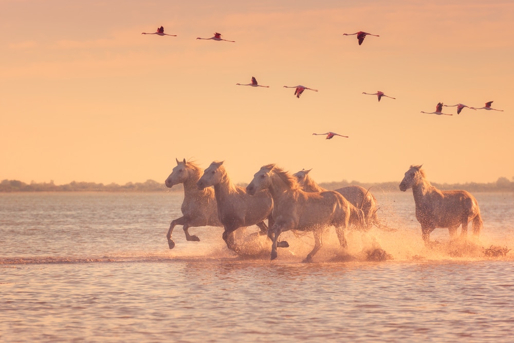 Camargue