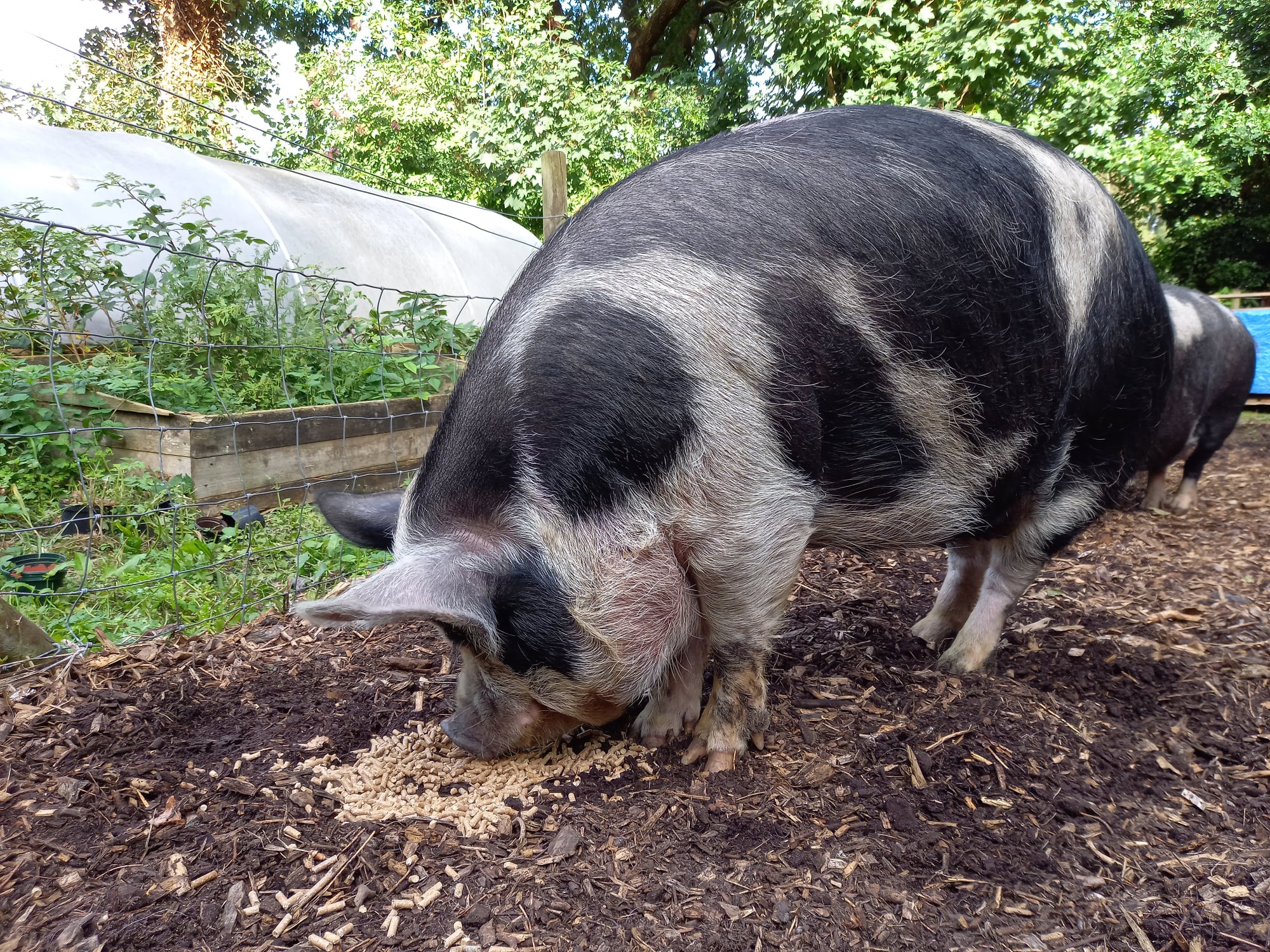 Tam O’Shanter Urban Farm