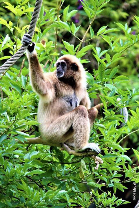 Zoo Amiens Metropole