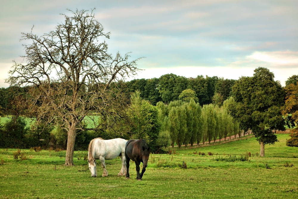 Percheron horses