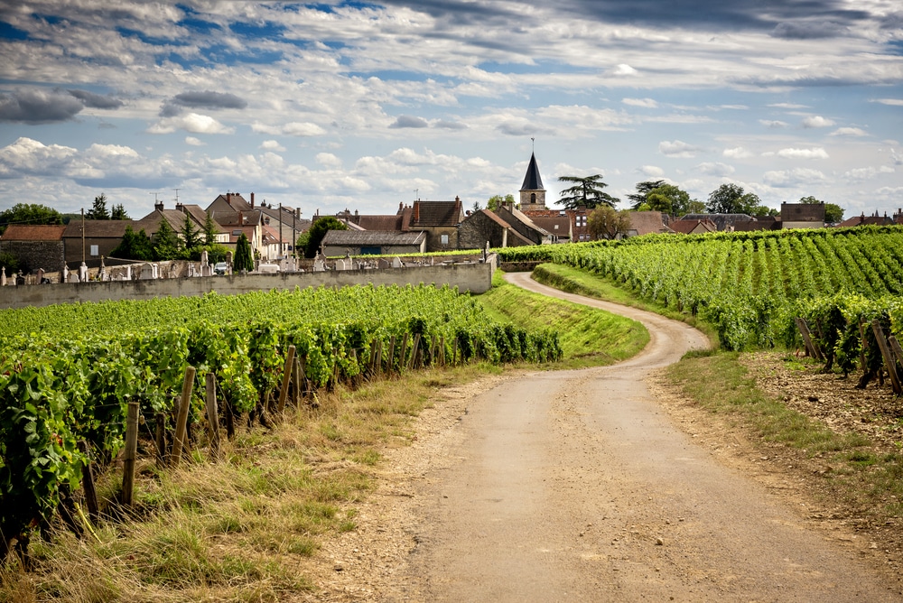 Vineyards of Vosne-Romanée