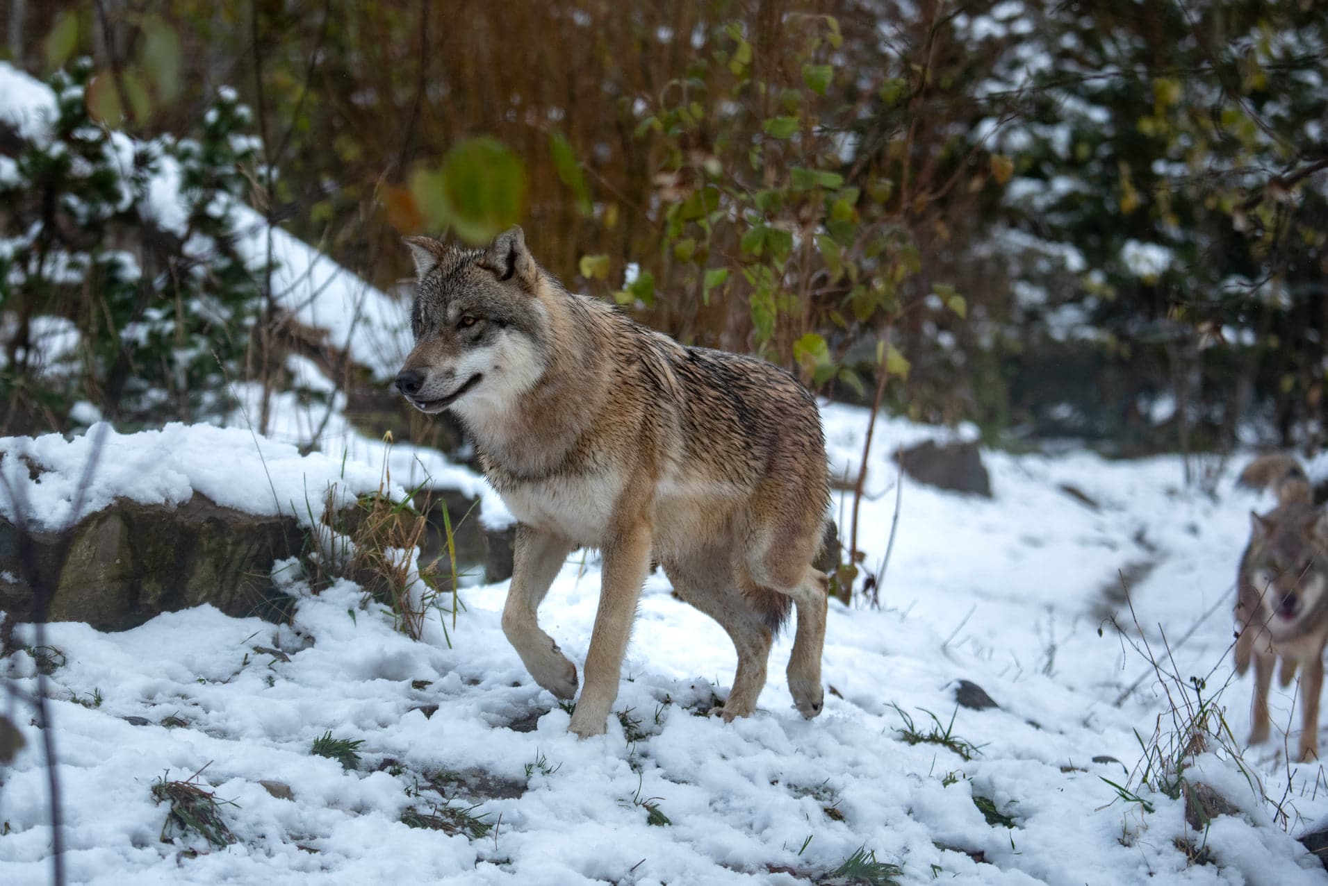 Tierpark Dählhölzli