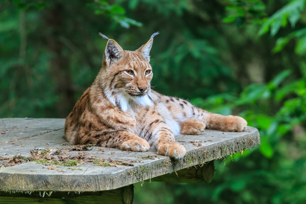 Ljubljana Zoo