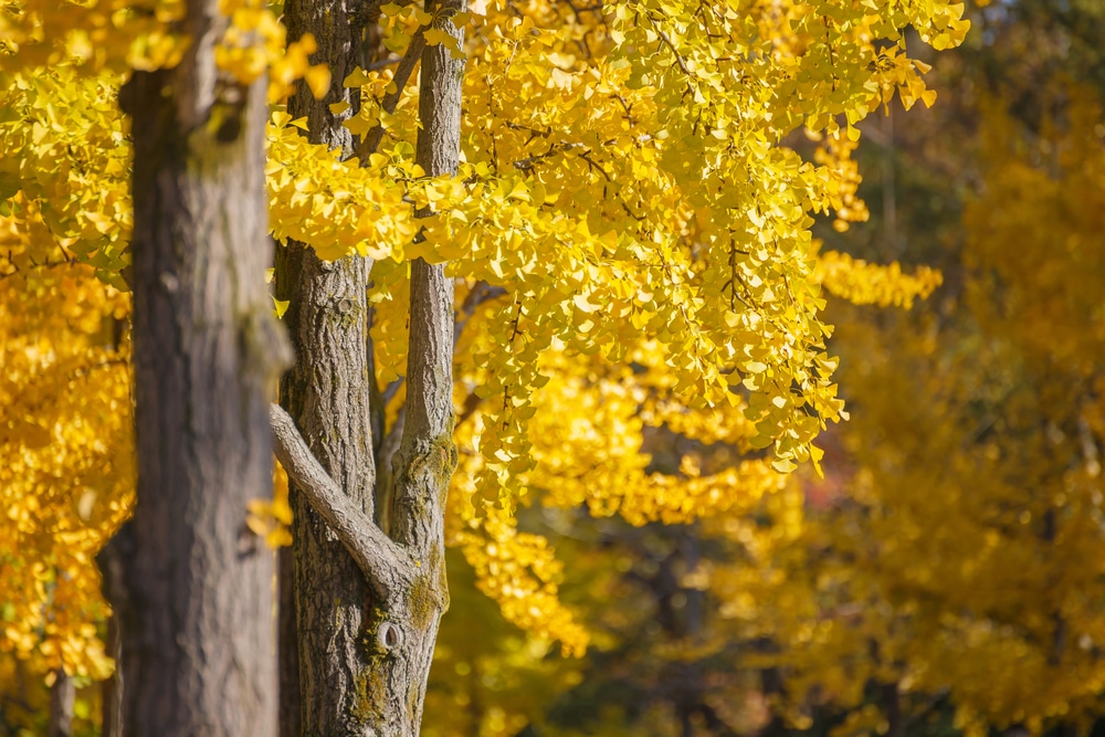 maidenhair tree